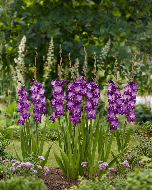 Gladiolus 'Hallowy'