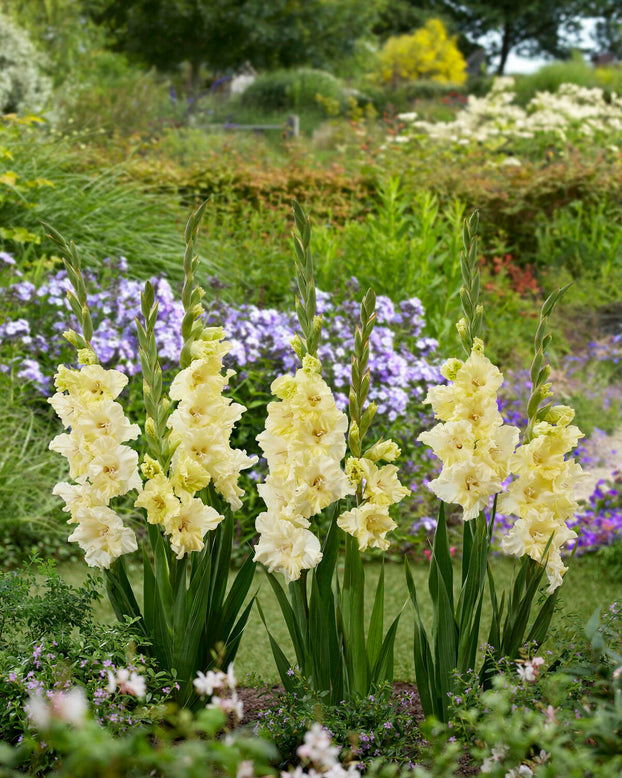 Gladiolus 'Happy Touch'