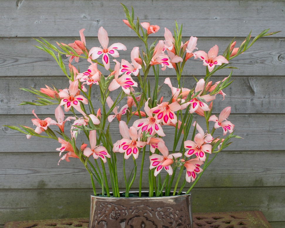 Gladiolus 'Impressive'