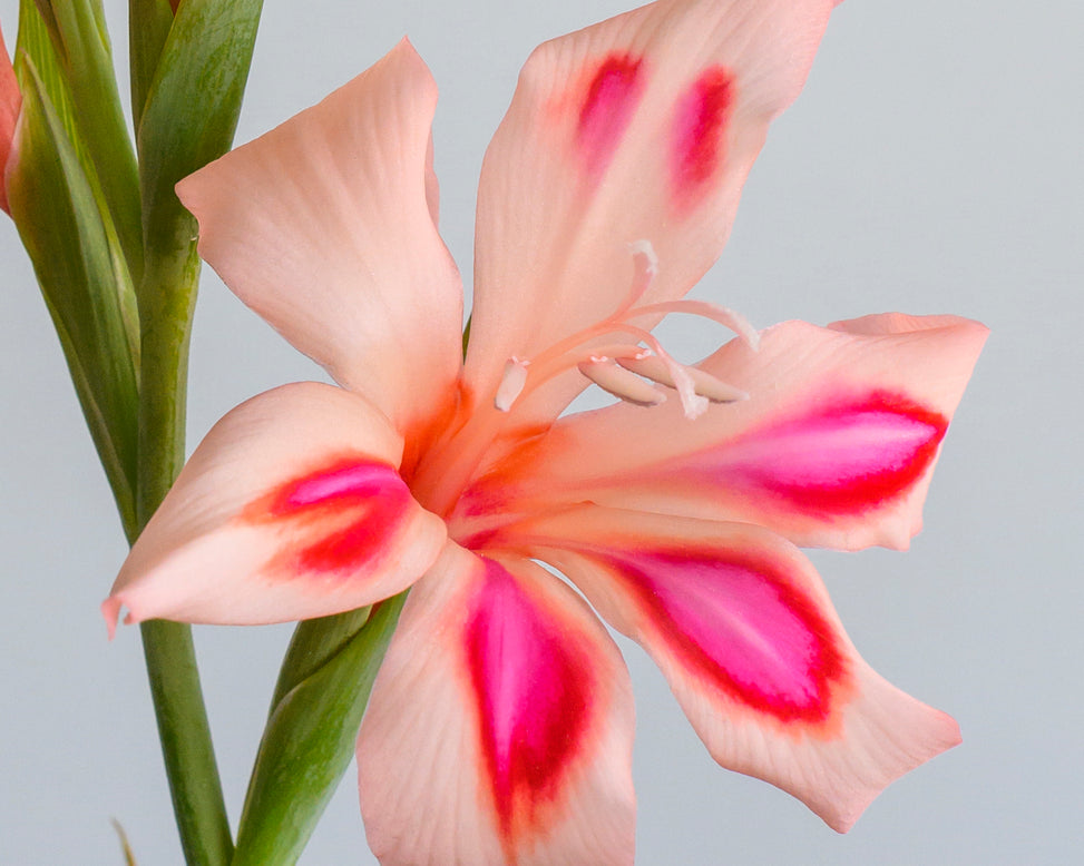 Gladiolus 'Impressive'