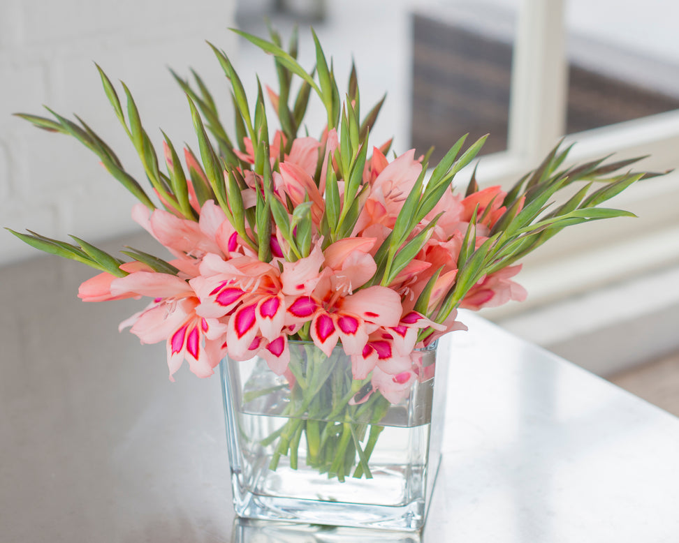 Gladiolus 'Impressive'