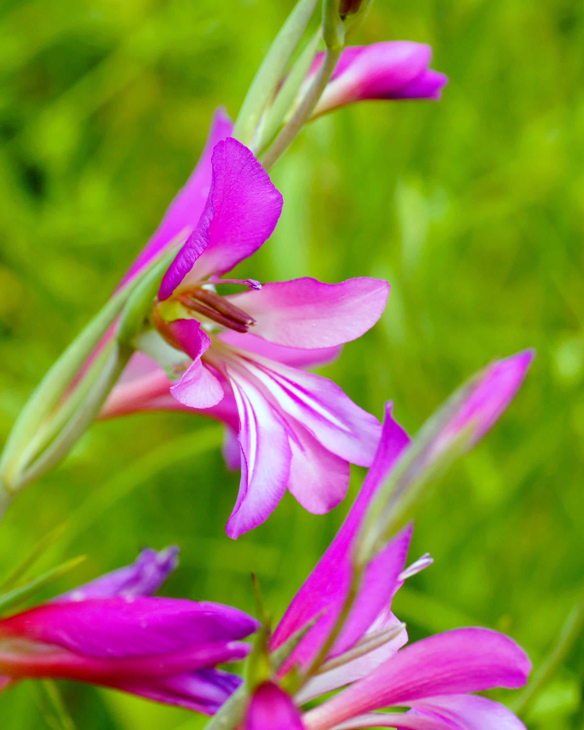 Gladiolus byzantinus (italicus) bulbs — Buy field gladiolus or Italian  gladiolus online at Farmer Gracy UK
