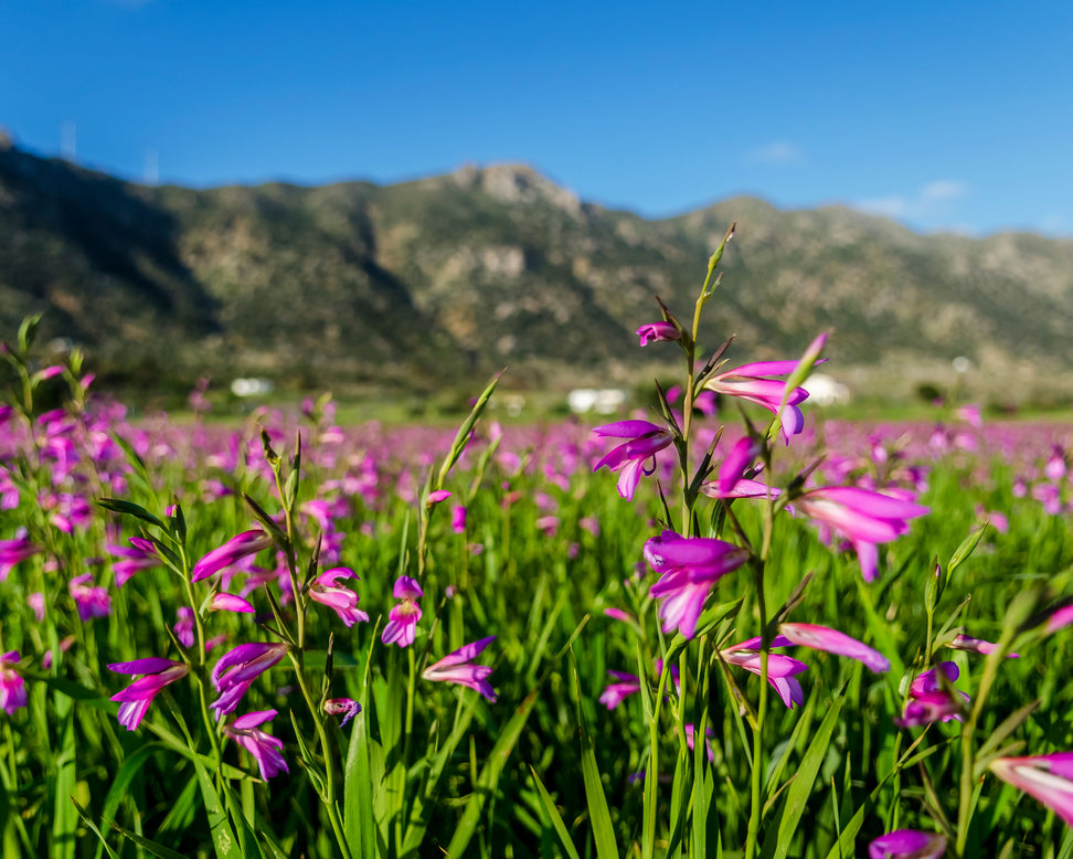 Gladiolus byzantinus italicus