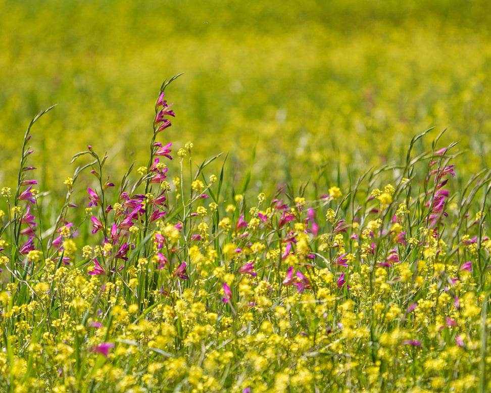 Gladiolus byzantinus italicus