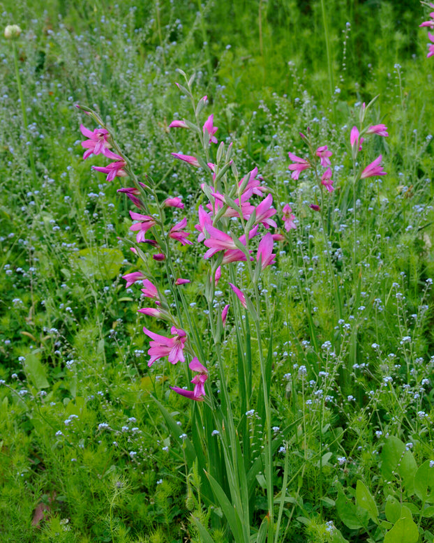 Gladiolus byzantinus italicus