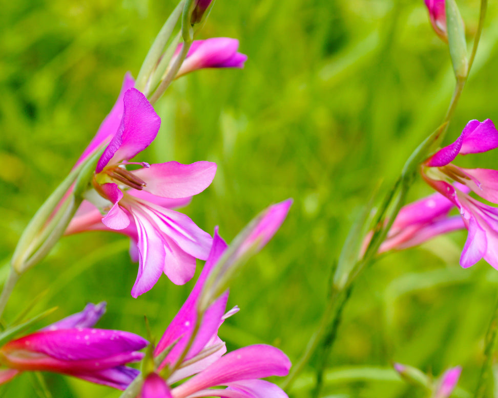 Gladiolus byzantinus italicus