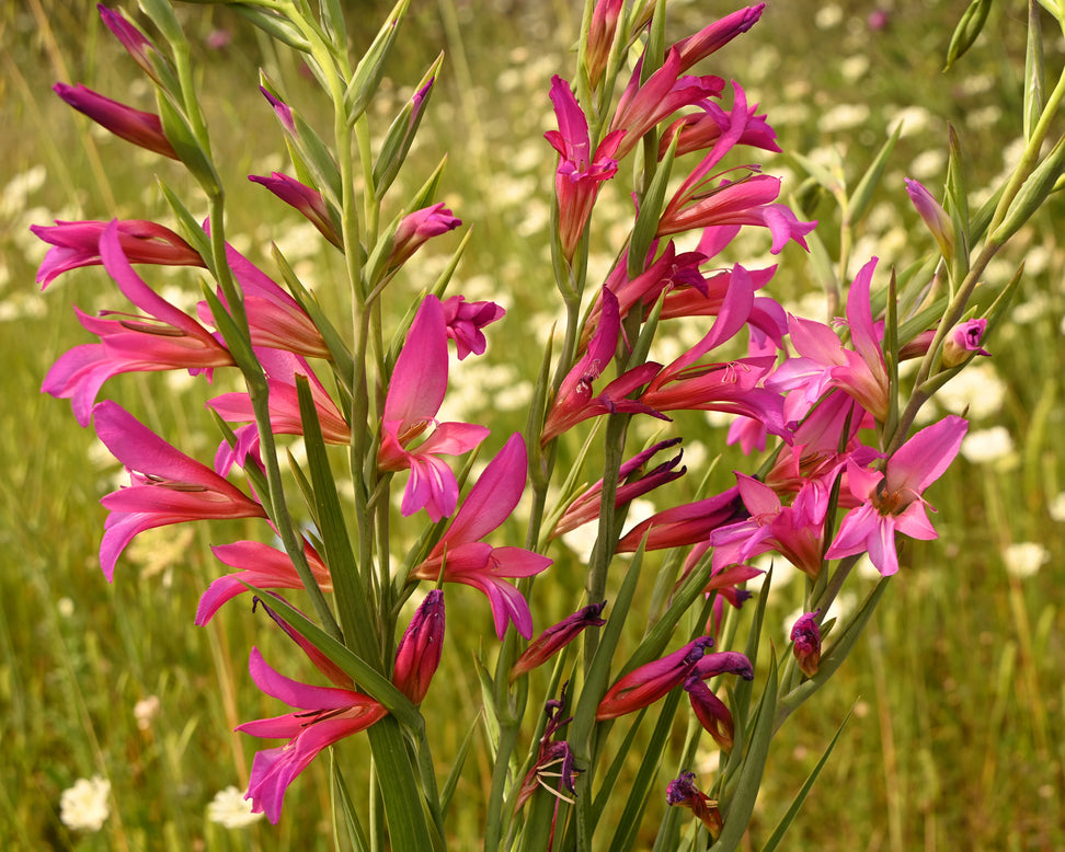 Gladiolus byzantinus italicus