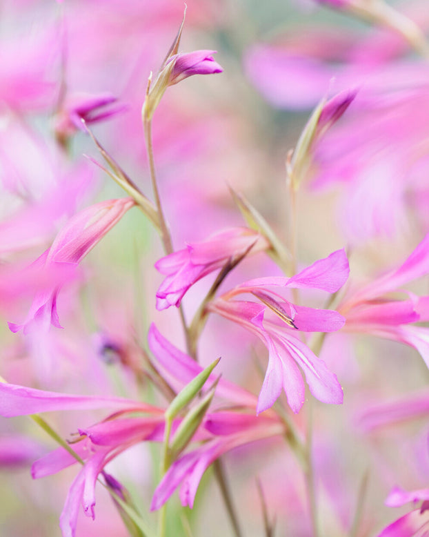 Gladiolus byzantinus italicus
