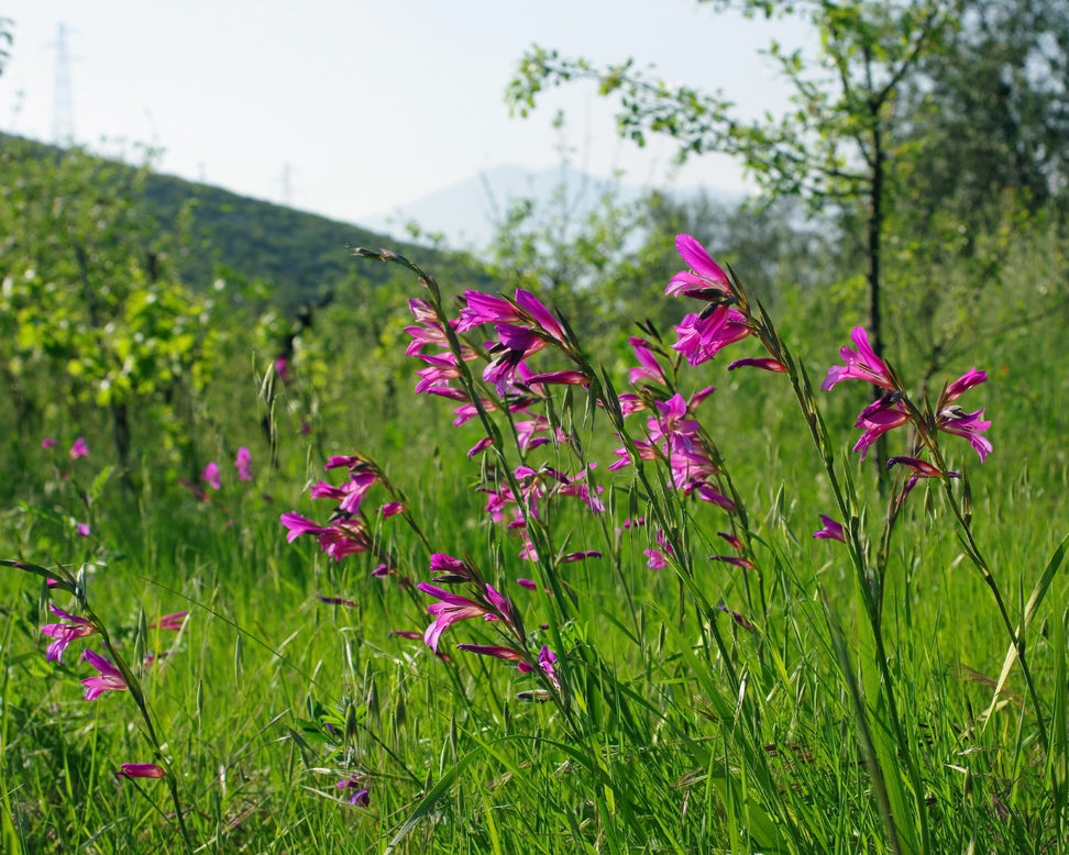 Gladiolus byzantinus italicus