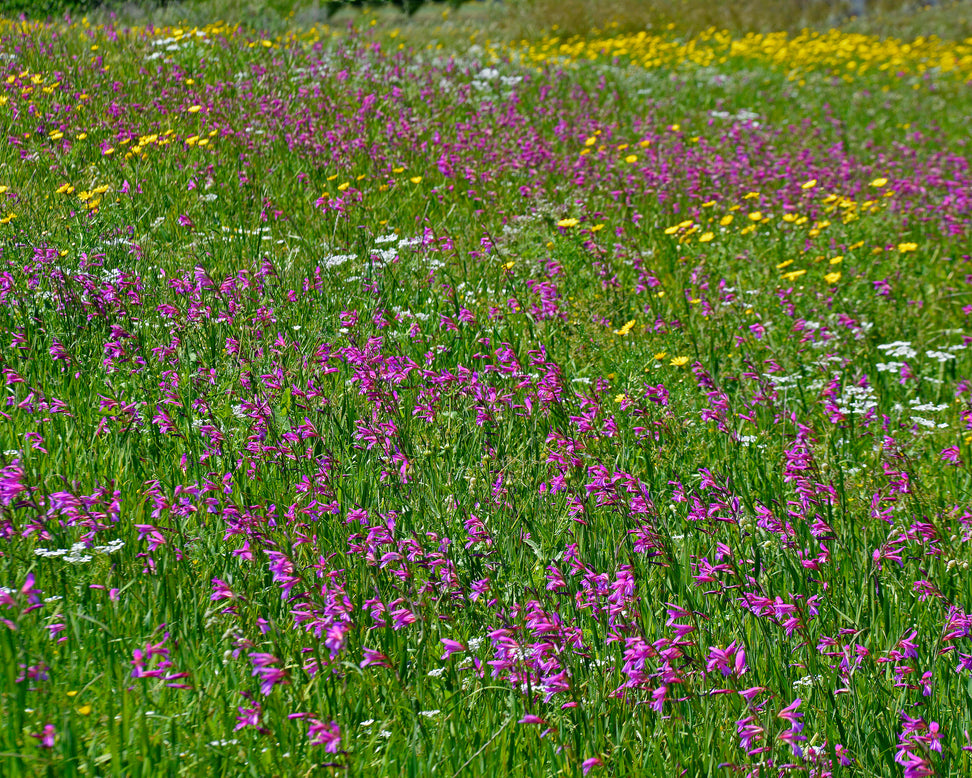 Gladiolus byzantinus italicus