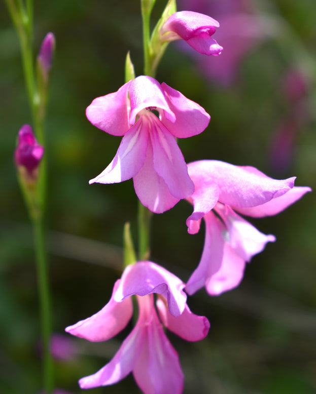 Gladiolus byzantinus italicus