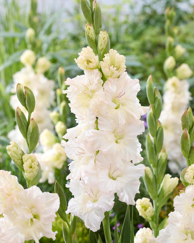 Gladiolus 'Ivory Perfection'
