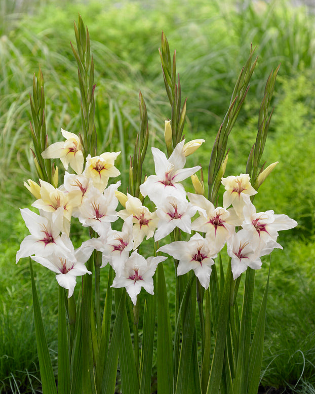 Gladiolus 'Lucky Star'