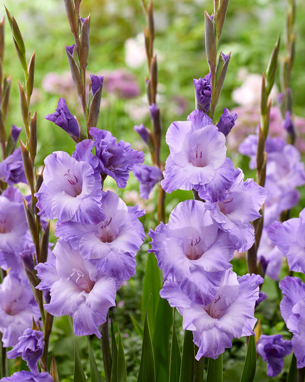 Gladiolus 'Milka'