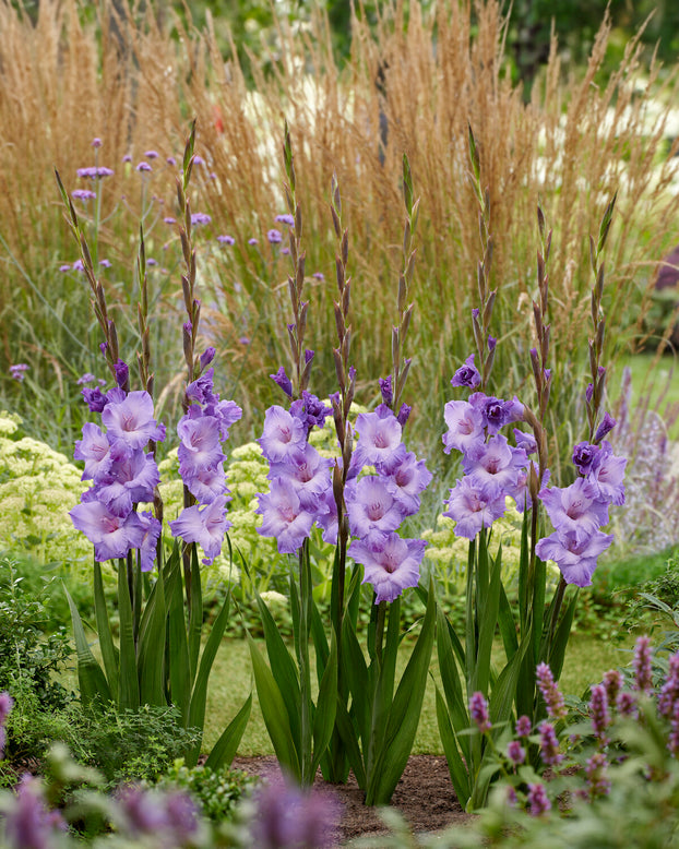 Gladiolus 'Milka'