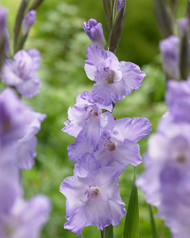 Gladiolus 'Milka'
