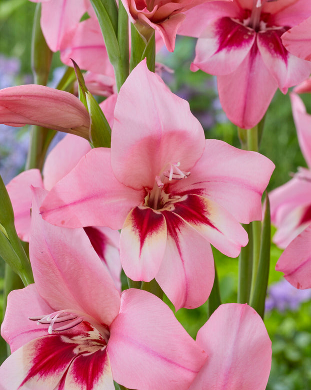 Acidanthera murielae 'Pink'