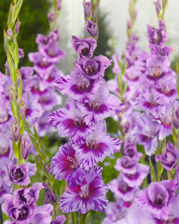 Gladiolus 'Passos'