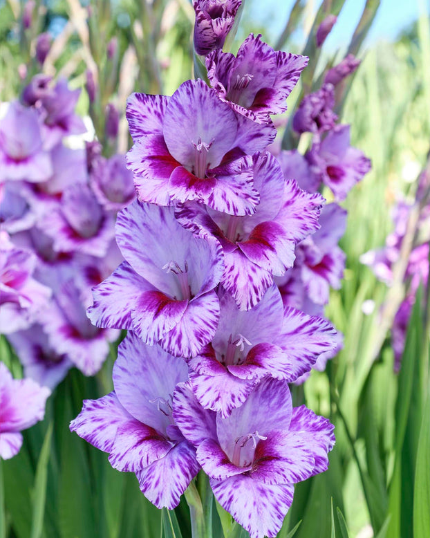 Gladiolus 'Passos'