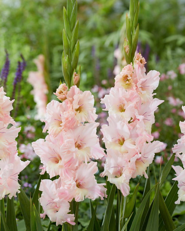Gladiolus 'Pink Lightning'