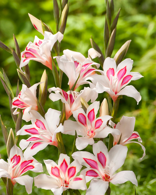 Gladiolus 'Prins Claus'
