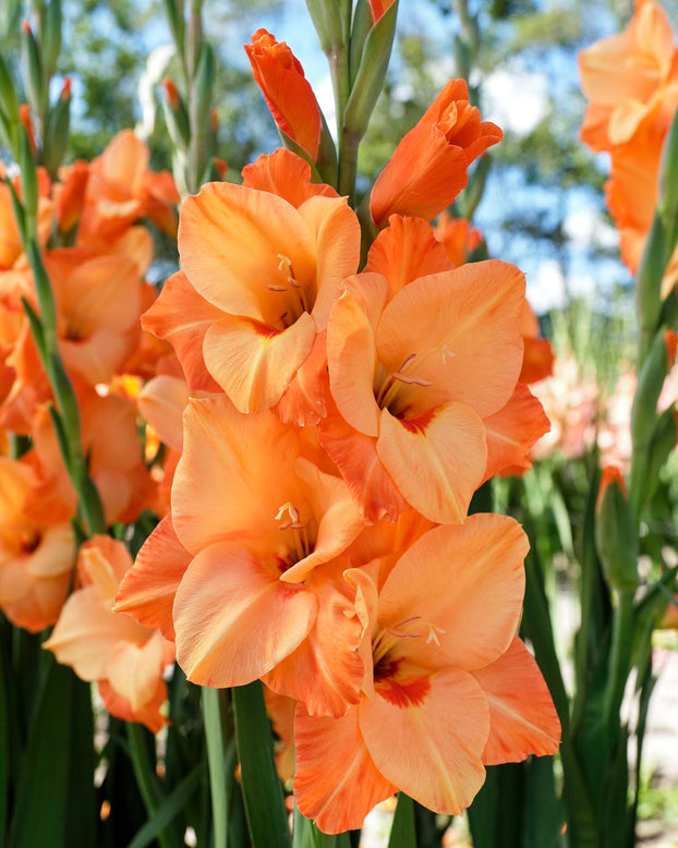 Gladiolus 'Royal Class'