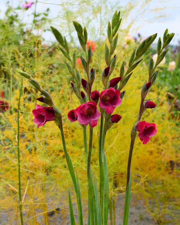 Gladiolus 'Ruby Red'
