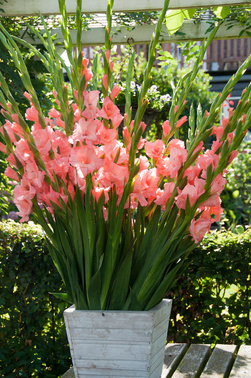 Gladiolus 'Sugar Babe'