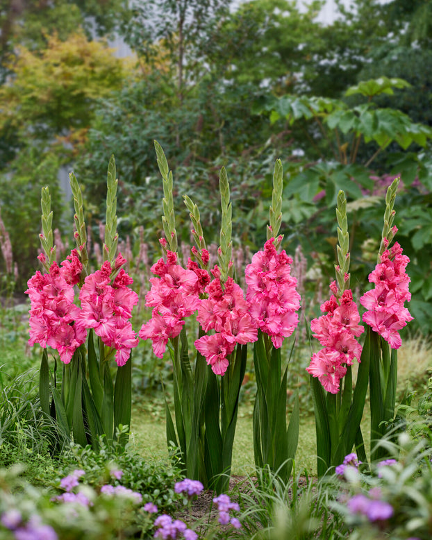 Gladiolus 'Sweet Love'