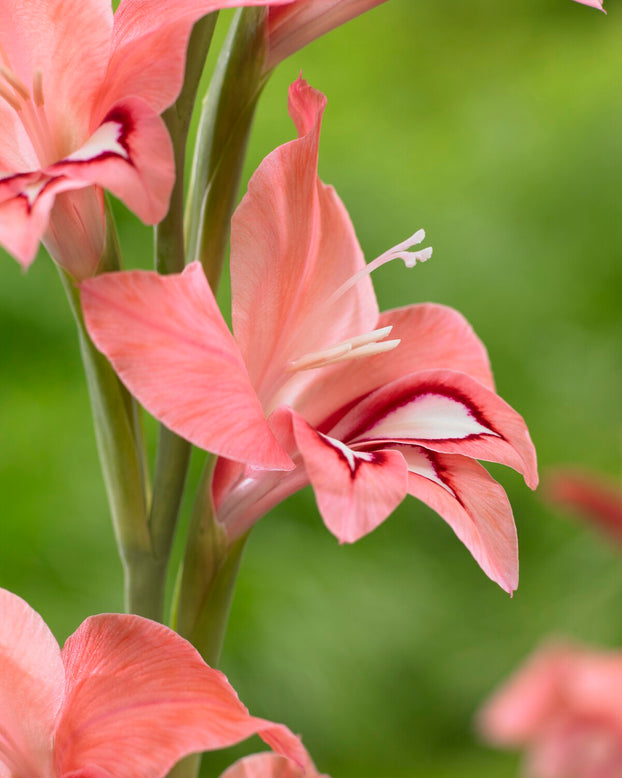 Gladiolus 'White Eyed Miss'