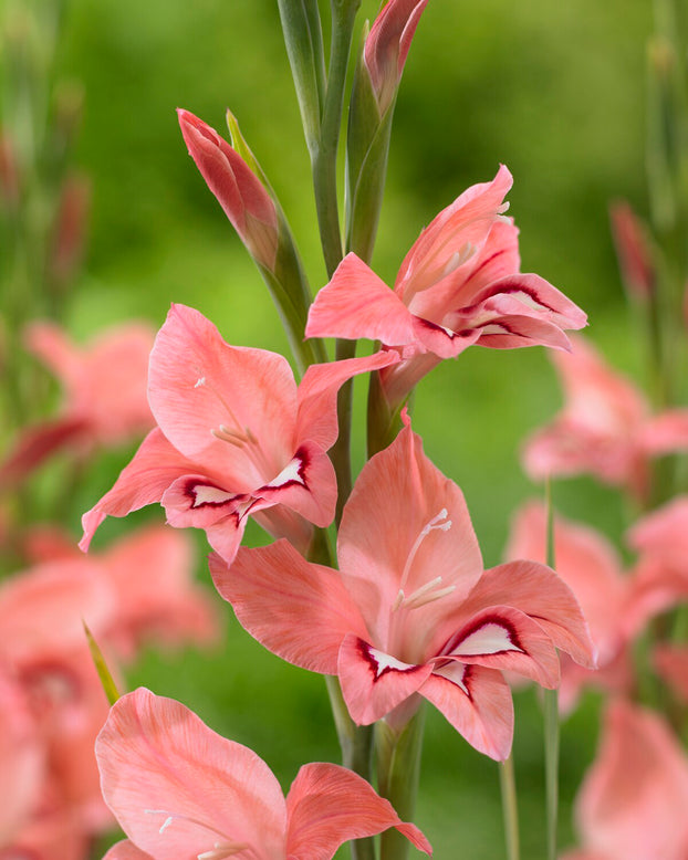 Gladiolus 'White Eyed Miss'