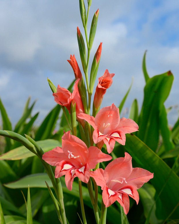 Gladiolus 'White Eyed Miss'