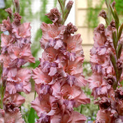 Gladiolus
