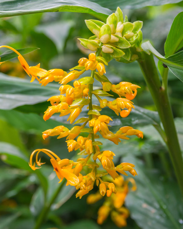 Globba 'Dancing Ladies'