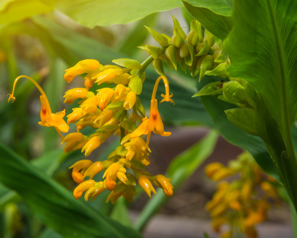 Globba 'Dancing Ladies'
