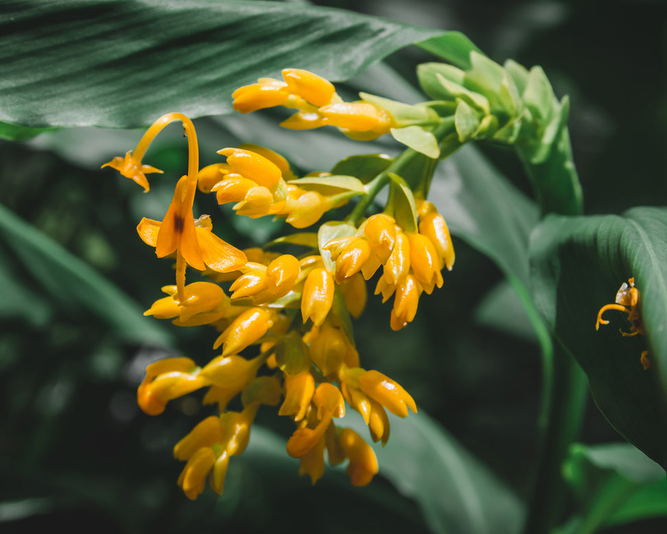 Globba 'Dancing Ladies'