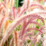 Grasses