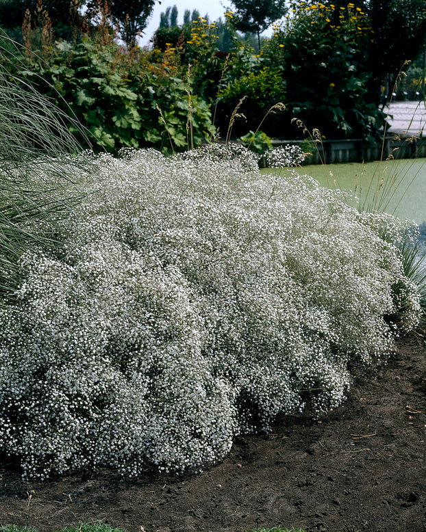 Gypsophila 'Bristol Fairy'