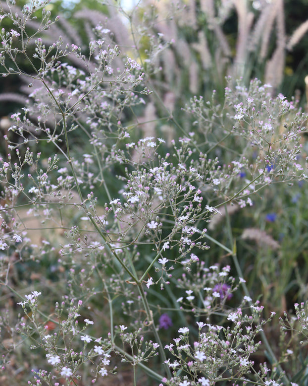Gypsophila pacifica