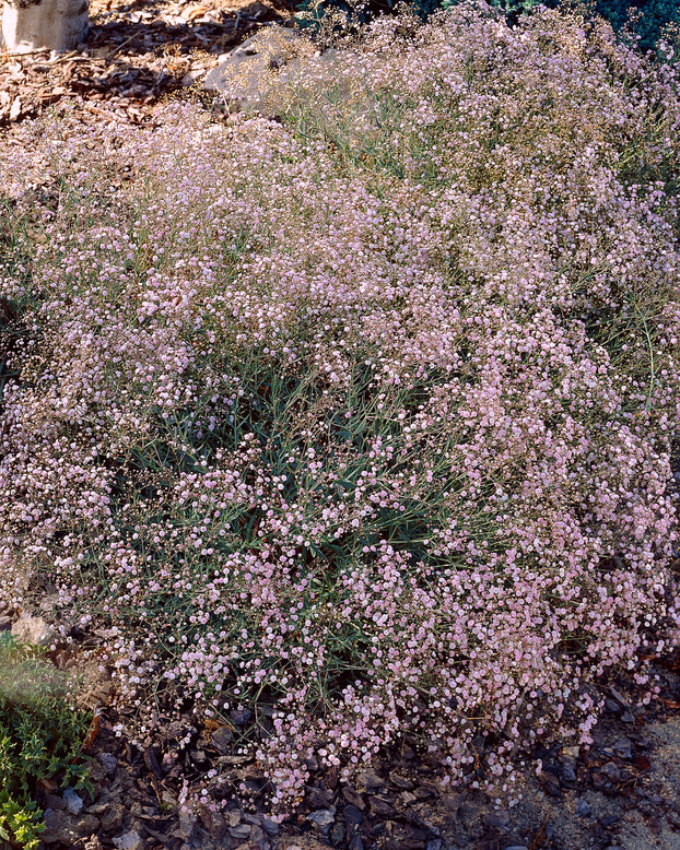 Gypsophila pacifica