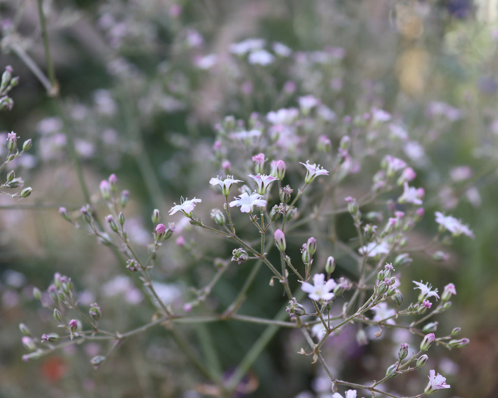 Gypsophila pacifica