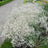 Gypsophila