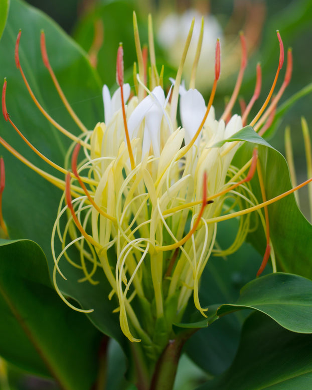 Hedychium ellipticum