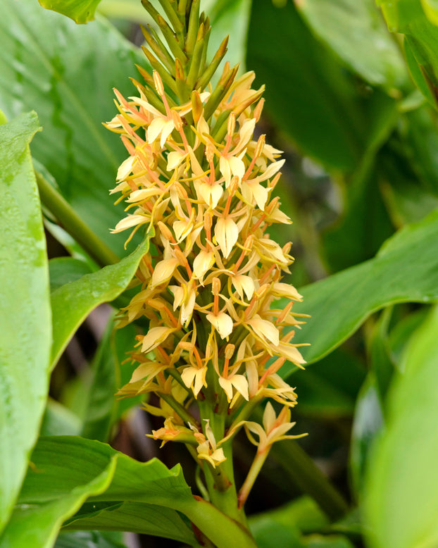 Hedychium 'Kalimpong'