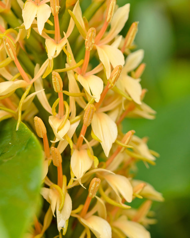 Hedychium 'Kalimpong'