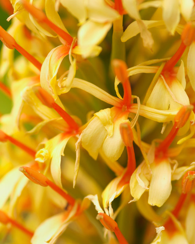 Hedychium 'Kalimpong'