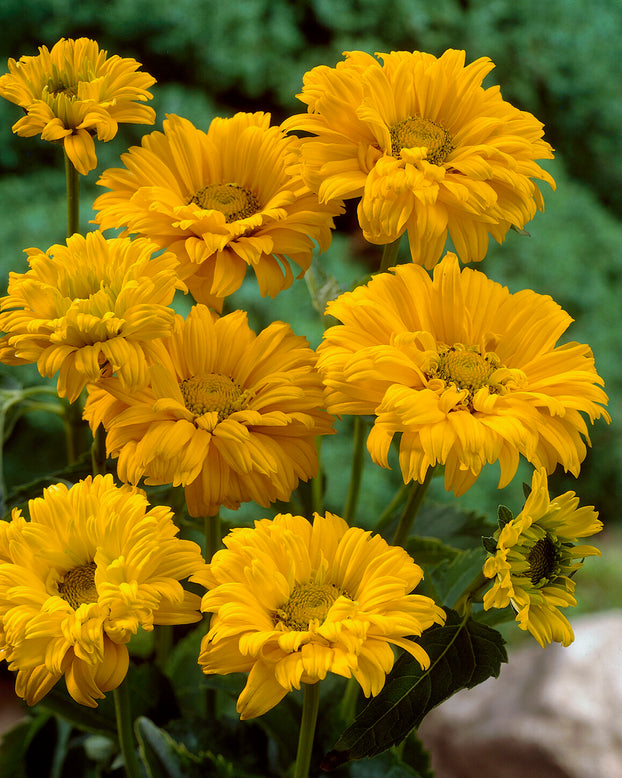 Heliopsis scabra