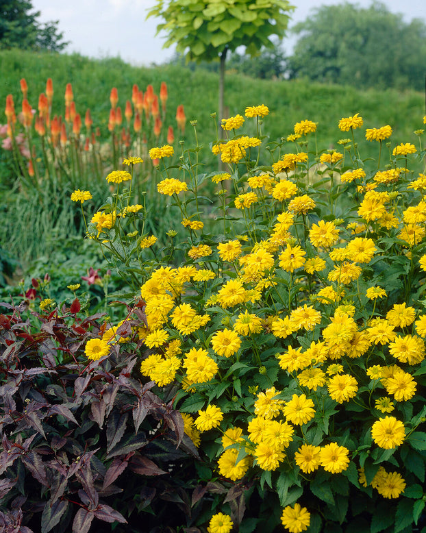 Heliopsis scabra
