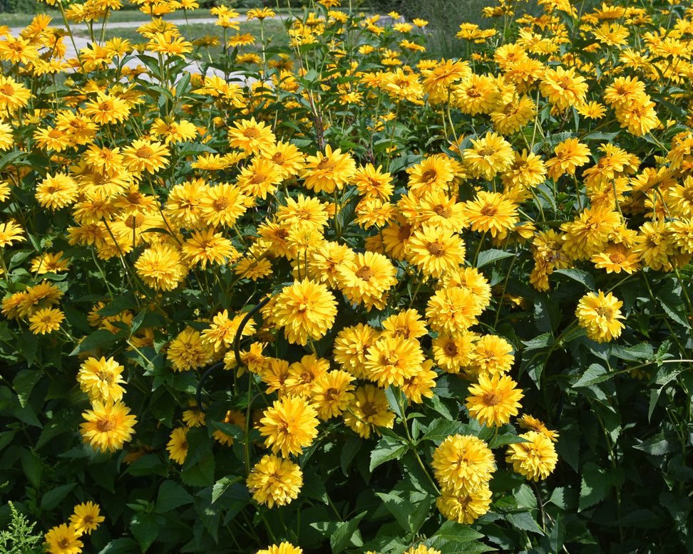 Heliopsis scabra