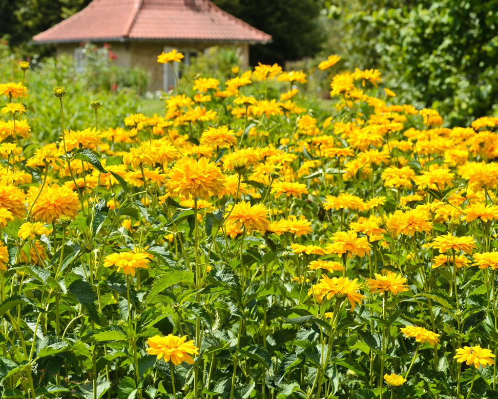 Heliopsis scabra